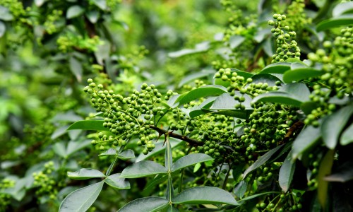 中药白花菜籽有什么功效-中药白花菜子图片网 - 网站提供白花菜子的中药名字叫什么小常识、中药的白花菜子的功效与作用